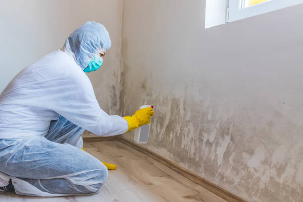 Licensed Mold Remediation service in New Braunfels, TX - WQB Mold Removal